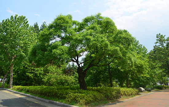 교목 회화나무 사진